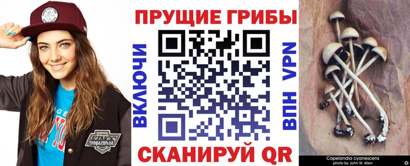 наркота  Петропавловск-Камчатский  Галлюциногенные грибы ЛСД 